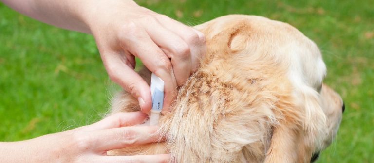 How to Keep Your Pets from Ticks